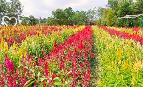 Kabar Gembira! Taman Bunga Celosia di Karimun Kembali Dibuka, Tiket Masuk Hanya Rp5.000