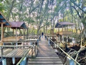 Kampung Tua Bakau Batam: Desa Wisata Tersembunyi, Bisa Lihat Malaysia & Singapura dari Pantainya!