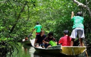 Serasa Menyusuri Hutan Amazon, Wisata Mangrove Tanjung Piayu Batam Jadi Tempat Healing Favorit Akhir Pekan