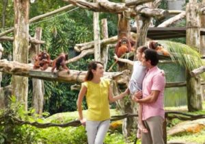 Bukan Kebun Binatang Biasa! Ini Daya Tarik Singapore Zoo yang Bikin Pengunjung Betah
