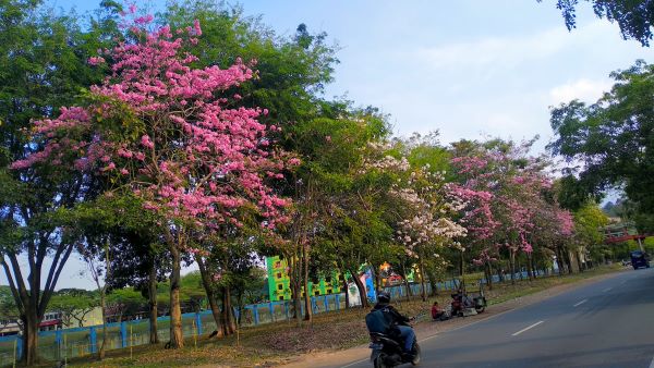 Sakura Batam Muncul Lagi! Jalan Batamindo Jadi Karpet Bunga yang Instagramable