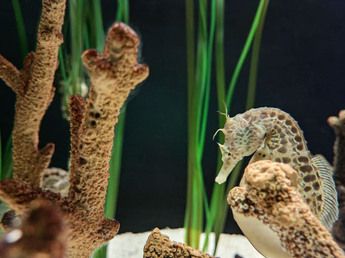 Bukan Sekadar Lihat Ikan! Ini Wisata Baru di Singapura yang Bikin Kamu Masuk ‘Dapur Rahasia’ Akuarium