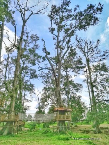 Wisata Durian Murah di Batam! Citra Kebun Wisata Sagulung Punya Kebun 18 Hektar, Tiket Mulai Rp10 Ribu