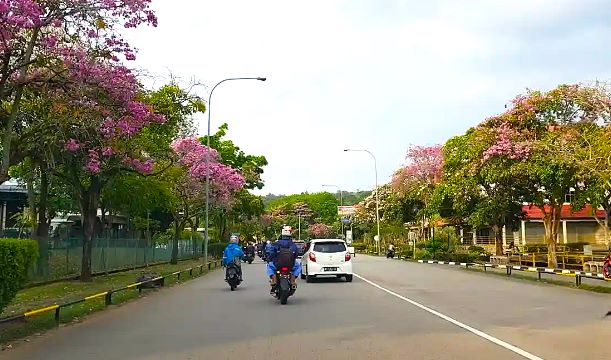 Sakura Batam Muncul Lagi! Jalan Batamindo Jadi Karpet Bunga yang Instagramable