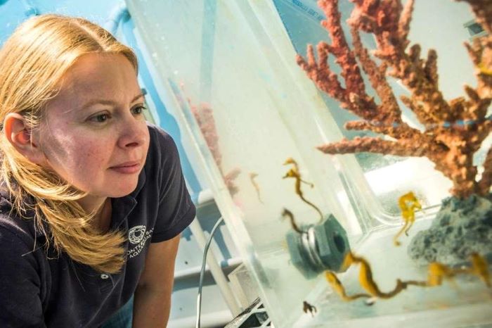 Bukan Sekadar Lihat Ikan! Ini Wisata Baru di Singapura yang Bikin Kamu Masuk ‘Dapur Rahasia’ Akuarium